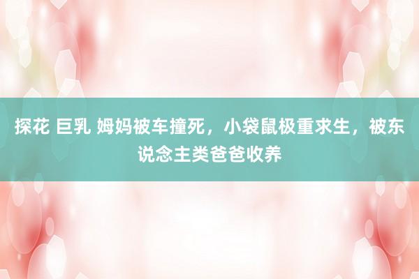 探花 巨乳 姆妈被车撞死，小袋鼠极重求生，被东说念主类爸爸收养